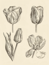 Botanical Study