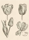 Tulip Study