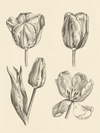 Botanical Study