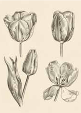 Tulip Study