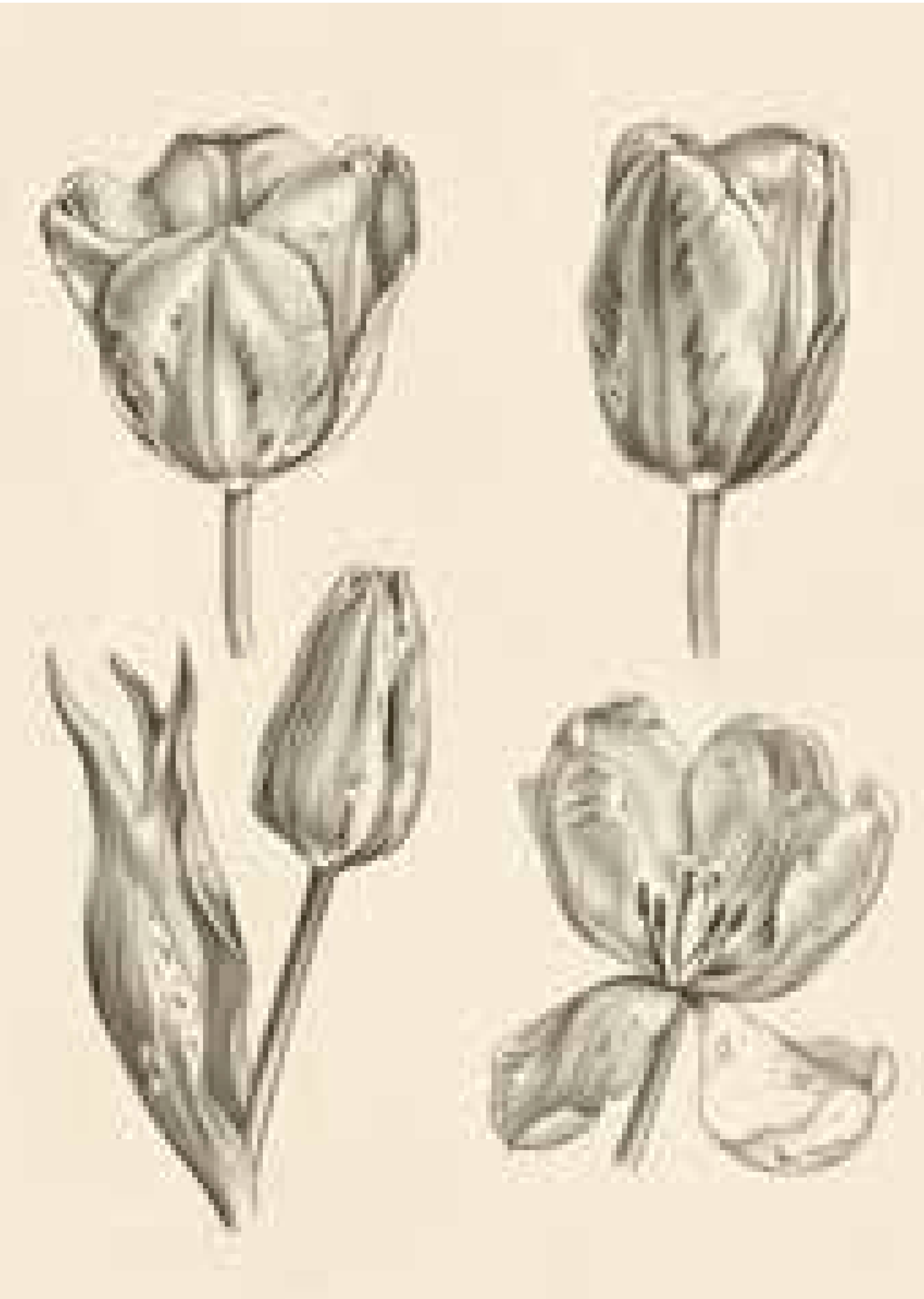 Tulip Study
